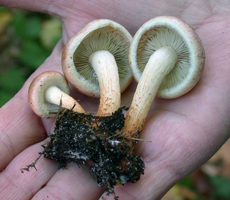 Naematoloma sublateritium, a closer view of maturing caps. 